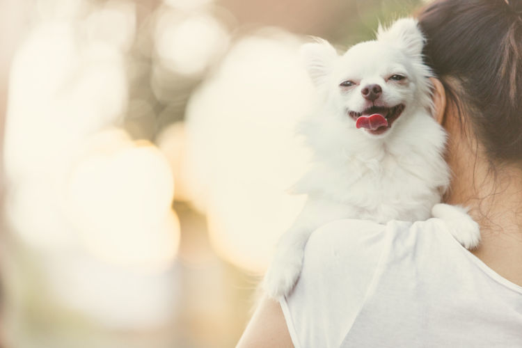 獣医師監修 犬の平均寿命は 最高齢やギネス記録は 寿命を縮める要因や長生きの秘訣 ポイント Hotto ホット