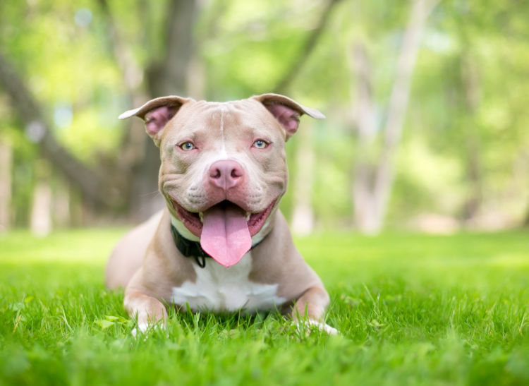 獣医師監修 世界最強の闘犬 ピットブル 絶対知っておくべき特徴と意外な素顔や性格とは Hotto ホット