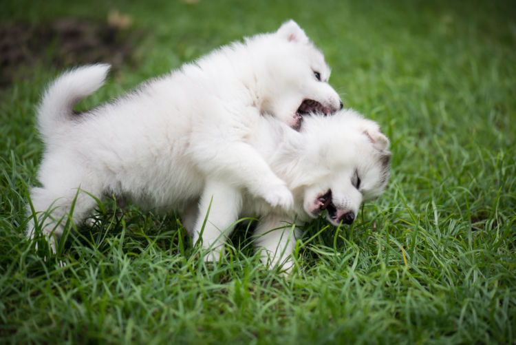 獣医師監修 犬同士の喧嘩 多頭飼い は下手に仲裁しない 喧嘩を止めさせる方法は Hotto ホット