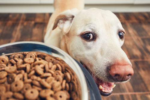 保存版 犬の体重別 愛犬に与える適切なご飯の量とカロリー 早見表 と 計算方法 Hotto ホット