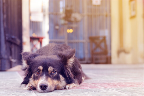 獣医師監修 犬も嫉妬でやきもちを焼く 飼い主が気付いてあげたい愛犬の気持ちと対処法 Hotto ホット