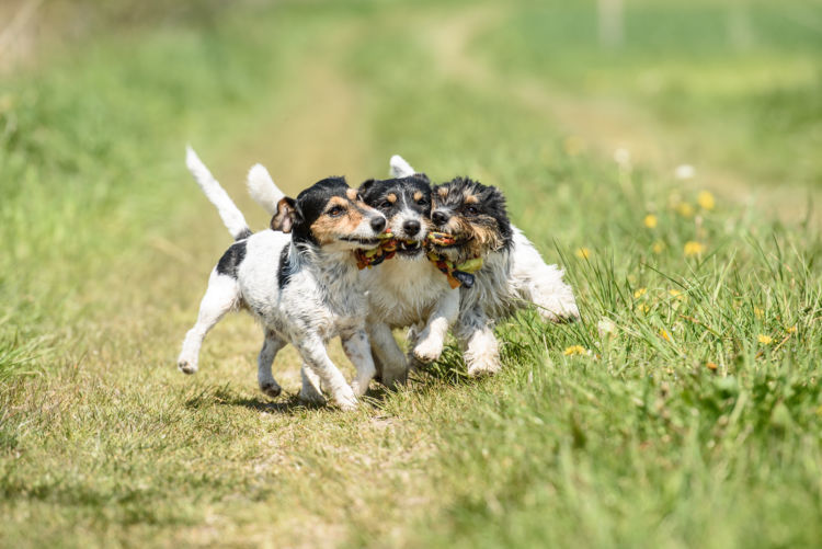 獣医師監修 なぜ 犬は遊んでいると急に唸るの 唸る意味や理由 しつけ対策方法は Hotto ホット