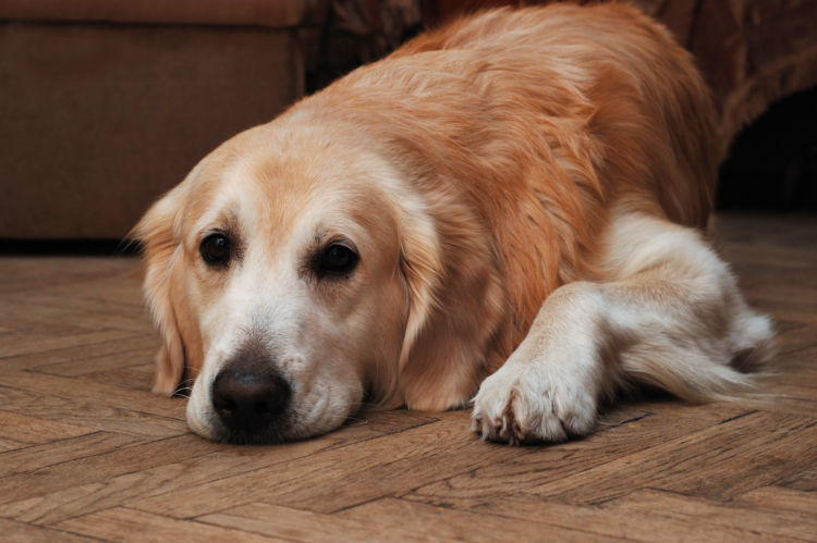 獣医師監修 愛犬が急に認知症に 老犬の 認知症 原因や症状 対策 治療 予防方法は Hotto ホット