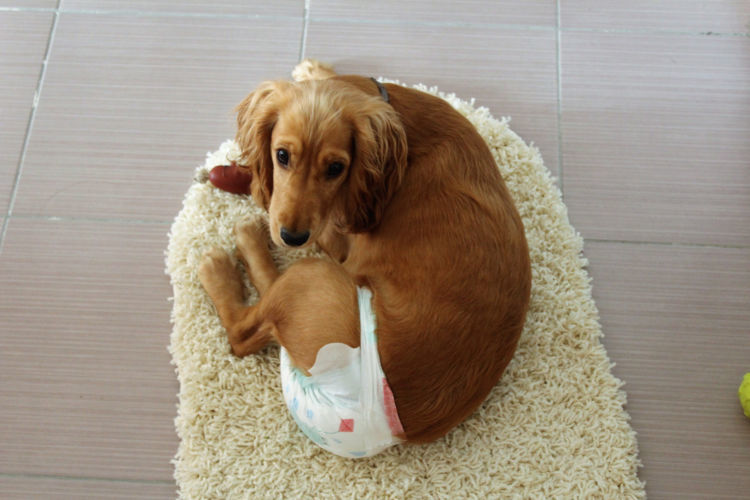 獣医師監修 犬の 生理 ヒート 期間はいつまで 陰部腫れ 生理痛は 避妊手術は必要 Hotto ホット