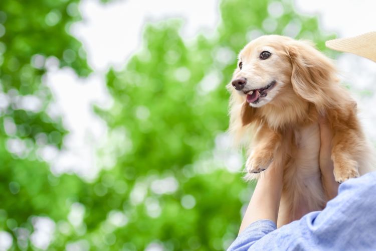 獣医師監修 犬の歯石取り 除去 は必要 メリットやデメリット 頻度 麻酔による死亡リスクは Hotto ホット