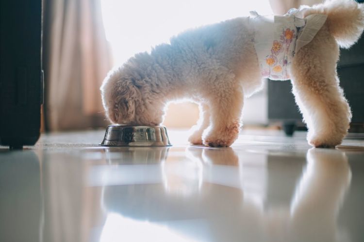 獣医師監修 老犬のお困りごと 愛犬の老化 ケア方法 解消 お役立ち まとめ記事 選 Hotto ホット