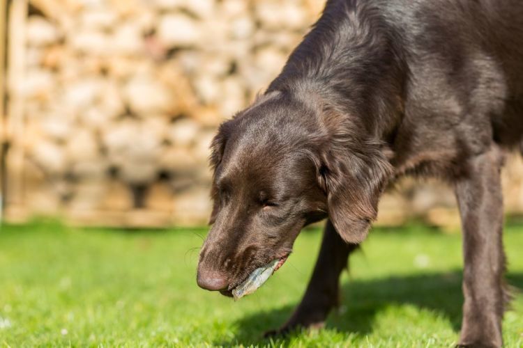 獣医師監修 老犬が吐く 嘔吐を繰り返す原因や理由は 対処 治療法 治療費 予防対策は Hotto ホット