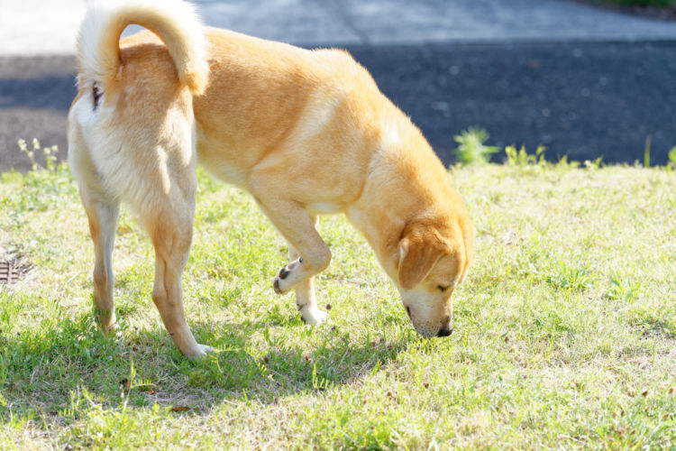 獣医師監修 犬に草を食べさせても大丈夫 草を欲しがる理由や草の代わりは 注意点や危険な植物 Hotto ホット