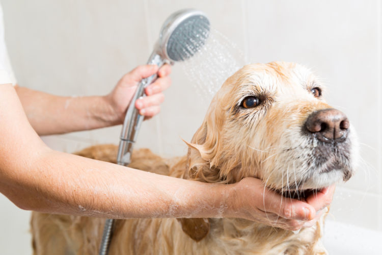 獣医師監修 老犬がシャンプーを嫌がる理由は シャンプーできない場合や頻度は ポイントやコツ Hotto ホット