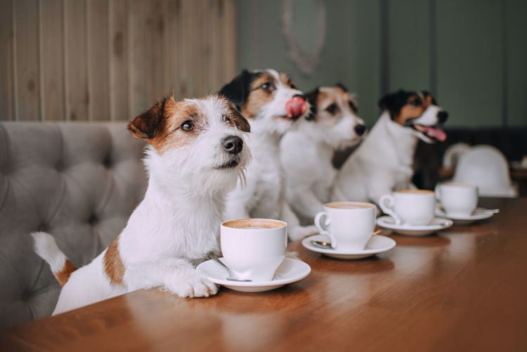 獣医師監修 犬がお茶を飲んだり舐めたりしても大丈夫 与えてはダメなお茶と大丈夫なお茶 Hotto ホット