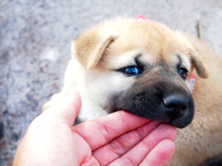 獣医師監修 犬の噛み癖がひどくて治らない 噛み癖の理由と上手に直す4つのしつけ方法 Hotto ホット