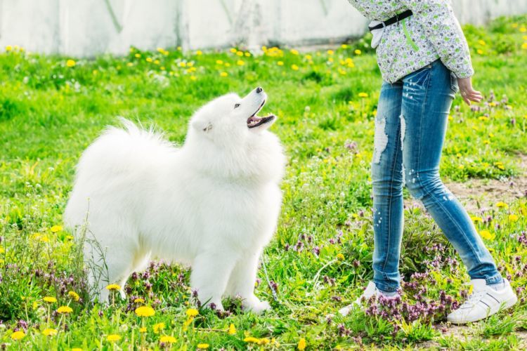 獣医師監修 サモエドの平均寿は 短い 最高齢やギネス記録は かかりやすい病気や長生きの秘訣 Hotto ホット