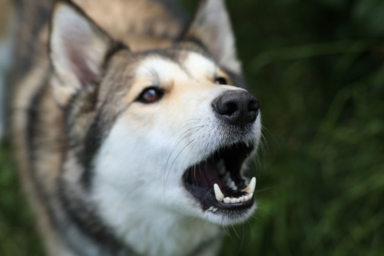 獣医師監修 老犬の夜鳴き 原因や理由は 鳴きやまない場合の対処法やサプリメントなど予防法 Hotto ホット