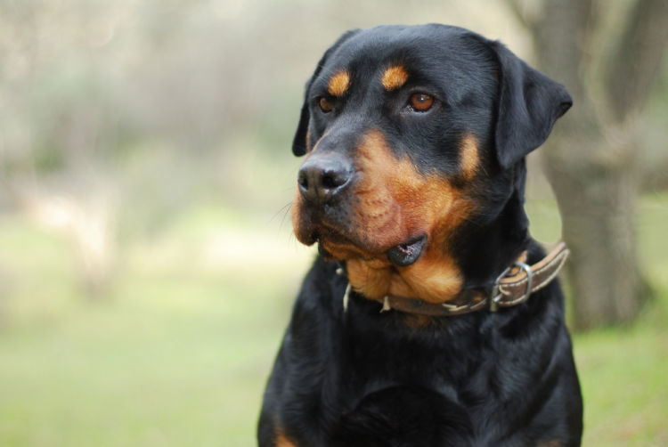 プロドッグトレーナー監修 ロットワイラーを飼うのは危険 断耳は 性格や寿命 しつけ 飼い方は Hotto ホット