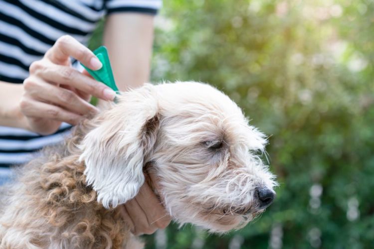 獣医師監修 犬のノミ ダニ予防薬 いつからいつまで必要 時期や期間 種類 値段 副作用は Hotto ホット