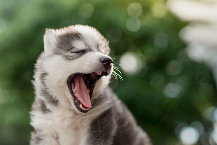 獣医師監修 犬 子犬 のしゃっくりが止まらないのは病気 原因や症状 止める方法 Hotto ホット