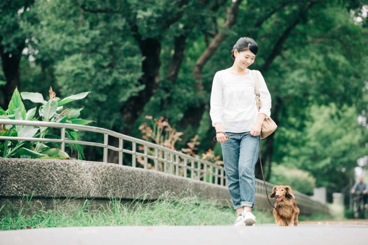 獣医師監修 老犬の散歩はいつまで必要 歩かない場合は 時間や距離 頻度 回数 の目安は Hotto ホット