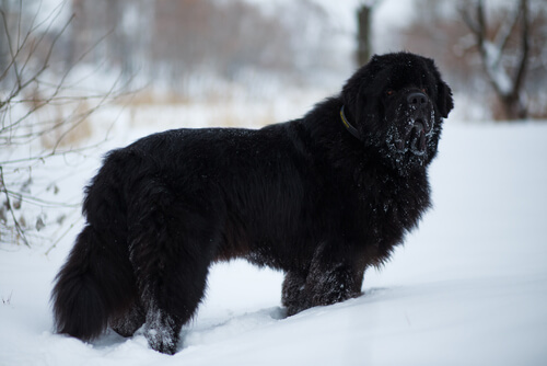 獣医師監修 超大型犬のニューファンドランドの性格と飼い方 パワフルな水難救助犬 Hotto ホット