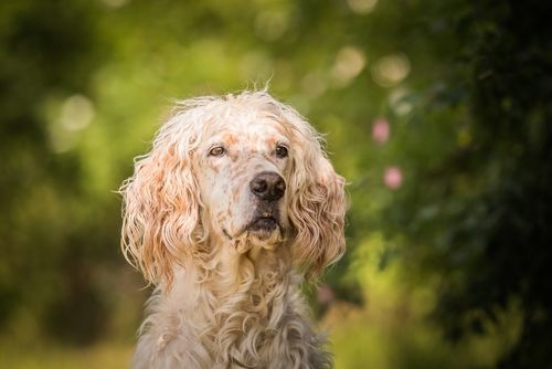 獣医師監修 イングリッシュ セッターの性格 特徴 寿命 毛色や魅力 人が好き Hotto ホット