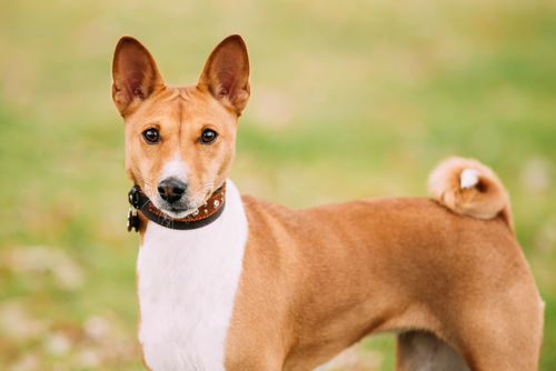 獣医師監修 バセンジーの性格や飼い方 不思議な特徴をチェック 吠えない古代犬 Hotto ホット