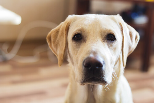 肥満度チェックリスト付き 犬のメタボが健康に及ぼす悪影響を知る Hotto ホット