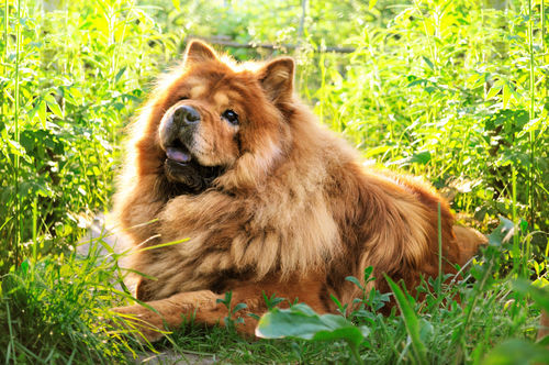 獣医師監修 チャウ チャウの性格と特徴 青黒い舌 超古代犬種の知られざる秘密 Hotto ホット