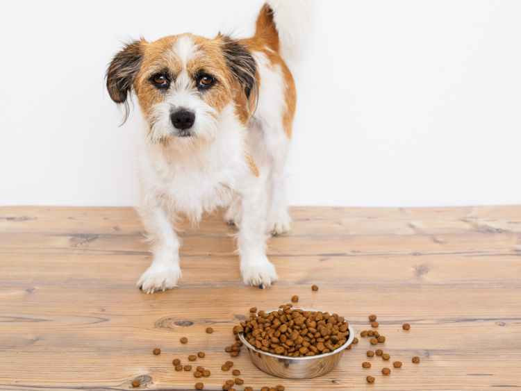 獣医師監修 老犬がご飯を食べない原因や理由は ご飯を食べない時の対処法やポイント コツ Hotto ホット