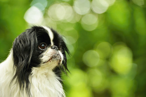 獣医師監修 狆 チン の性格や飼い方 日本の歴史を目撃した犬 日本初の世界公認犬種 Hotto ホット