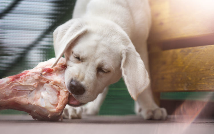 獣医師監修 犬が生肉 骨付きも を食べても大丈夫 凶暴になる 安全性やリスク 適量 購入場所は Hotto ホット