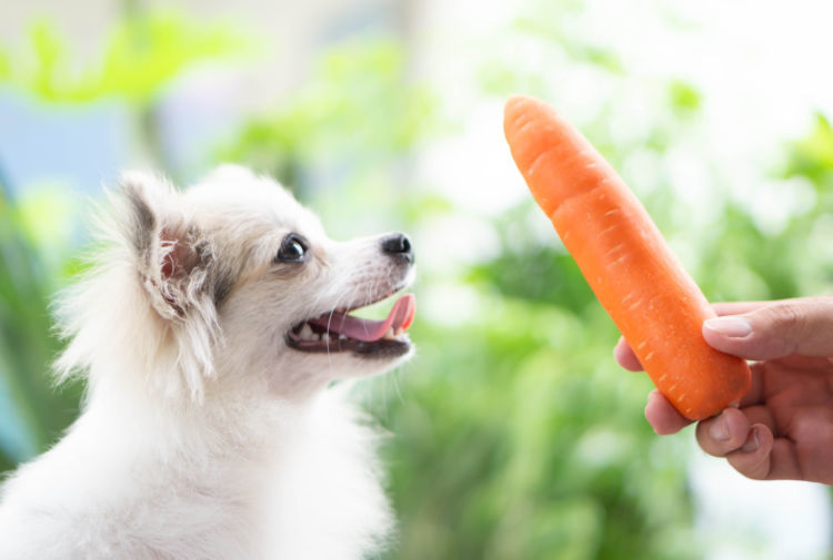 獣医師監修 犬がにんじん 生 を食べても大丈夫 加熱が必要 適量は ネギ類 や下痢に要注意 Hotto ホット