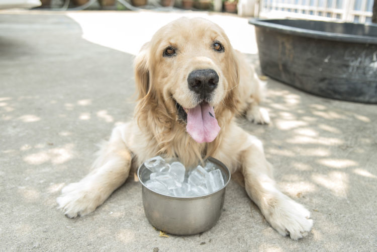 獣医師監修 犬に氷を与える時の正しい方法と注意点 特に子犬や小型犬は要注意 Hotto ホット