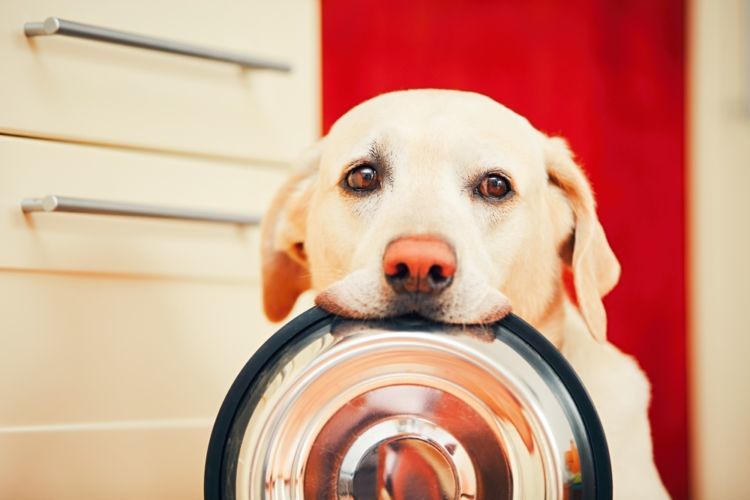 獣医師監修 犬がパプリカ 生 を食べても大丈夫 与える量や 種 へた に注意 Hotto ホット