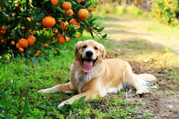 獣医師監修 犬がみかんを食べても大丈夫 缶詰やゼリー アイスは 外皮 薄皮 下痢に注意 Hotto ホット