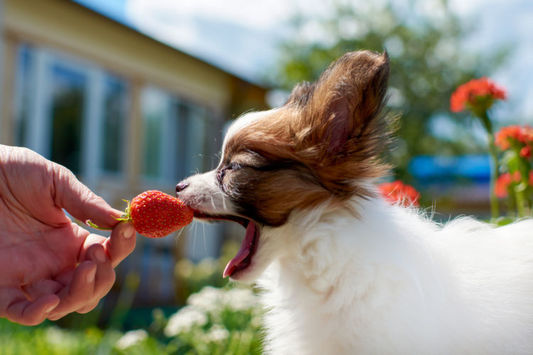 獣医師監修 犬がいちごを食べても大丈夫 適量や注意点 下痢 は 歯周病予防で寿命が伸びる Hotto ホット