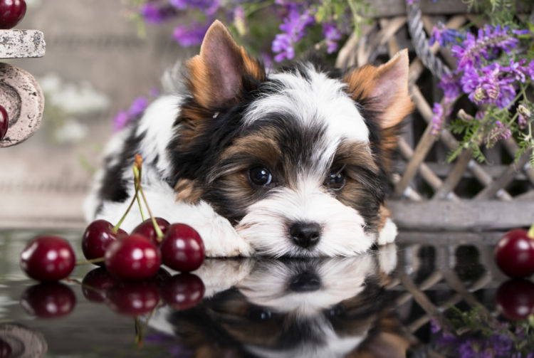 犬がさくらんぼを食べても大丈夫 種 皮 柄は 適量や中毒 アレルギーは Hotto ホット