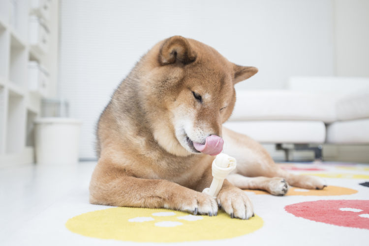 犬にガムを与えるのは危険 人間用のガムや牛皮は 誤飲や丸呑み防止 腸閉塞などの注意点 Hotto ホット