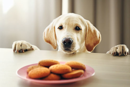 獣医師監修 犬がクッキー 市販のものも を食べても大丈夫 手作りクッキーや与えて良い製品は Hotto ホット