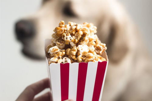 獣医師監修 犬がポップコーンを食べても大丈夫 キャラメル 塩バター味は与えて良い 注意点は Hotto ホット
