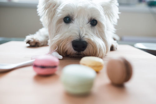 獣医師監修 人間用のお菓子は犬に与えてはダメ 肥満や病気のリスクと対処法は Hotto ホット