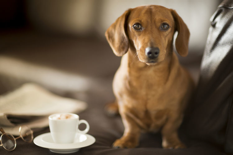 獣医師監修 犬にコーヒーを少量でも飲ませてはダメ カフェイン中毒に注意 致死量や対処法は Hotto ホット