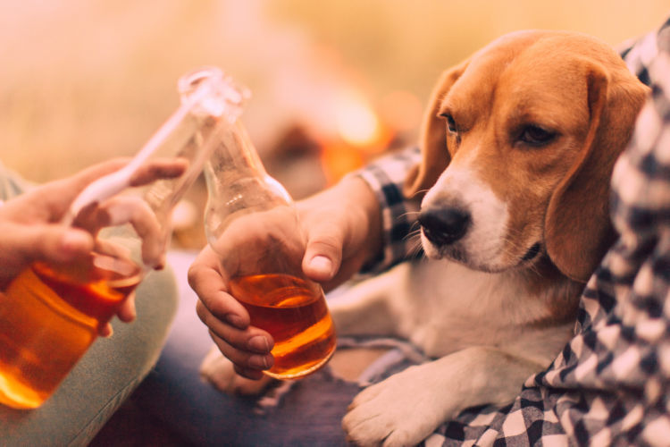 獣医師監修 犬が人間用のアルコール お酒 を飲んだり 舐めたりしても大丈夫 死亡リスクあり Hotto ホット