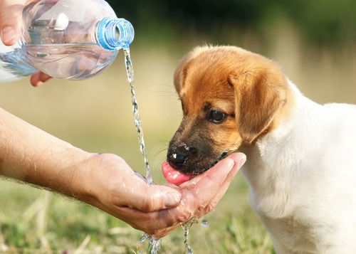 獣医師監修 犬がミネラルウォーターを飲んでも大丈夫 硬水 軟水 鉱水は 水道水に浄水器は必要 Hotto ホット