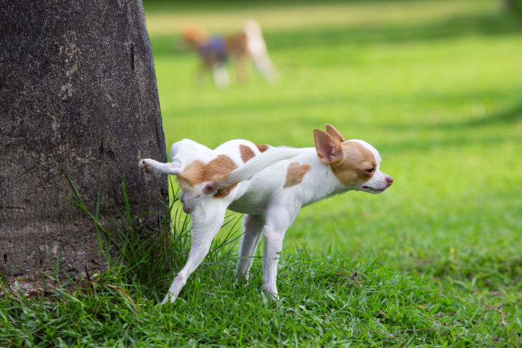 獣医師監修 犬のおしっこ 尿 が臭い この症状から考えられる原因や病気は Hotto ホット