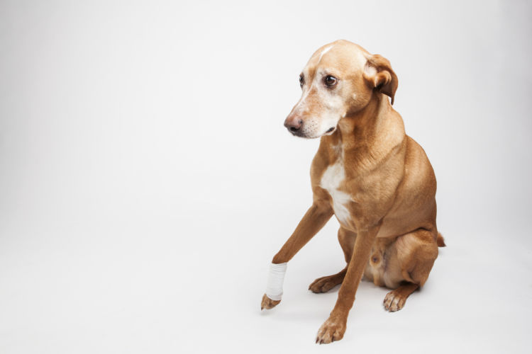 獣医師監修 犬が足をかばう あげる この症状から考えられる原因や病気は Hotto ホット