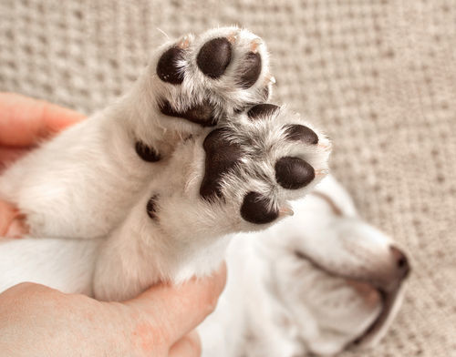 獣医師監修 犬の足がつる この症状から考えられる原因や病気は Hotto ホット