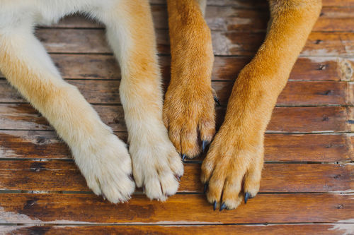 獣医師監修 犬の足の爪から血が出ている この症状から考えられる原因や病気は Hotto ホット