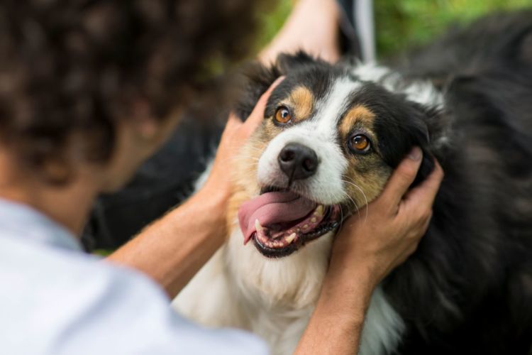 獣医師監修 犬の口の周りが腫れて心配 この症状から考えられる主な病気や原因 対処 予防法は Hotto ホット