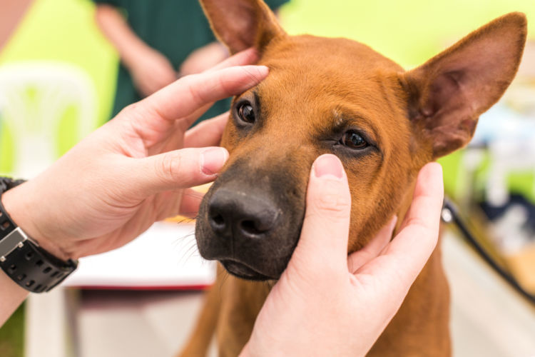 獣医師監修 犬が目やにが出ている この症状から考えられる原因や病気は Hotto ホット