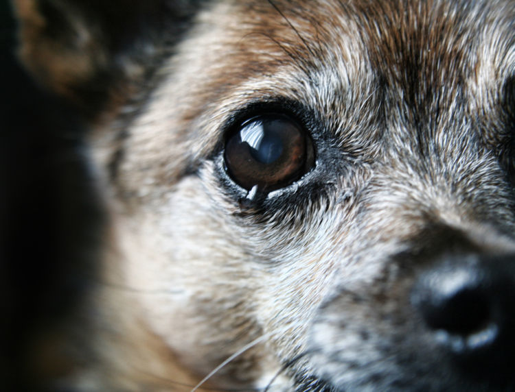 獣医師監修 犬が涙を流している この症状から考えられる原因や病気は Hotto ホット