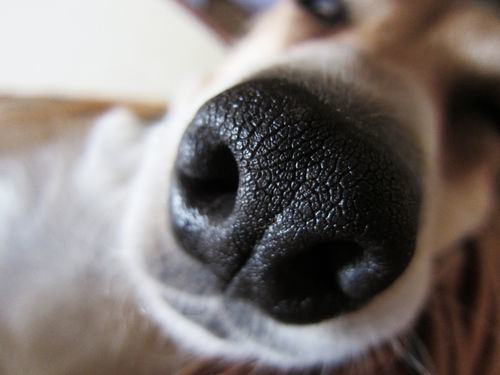 獣医師監修 犬の鼻の周りにしこり できものがある この症状から考えられる原因や病気は Hotto ホット